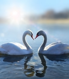 Our Ashram Newsletter, August 2019