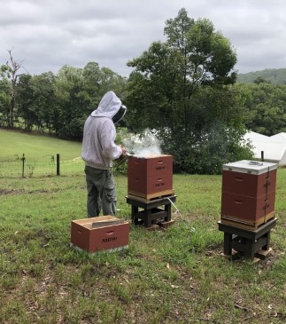 Our Ashram is Buzzing with Bees!