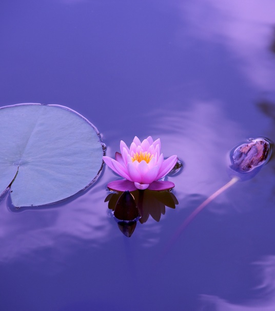 Seva (selfless service) and Sadhana (spiritual practice)