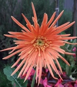 Our Ashram Newsletter, May 2020